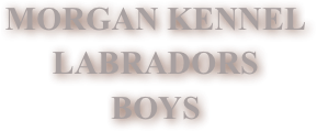MORGAN KENNEL&amp;amp;#10;LABRADORS&amp;amp;#10;BOYS