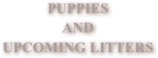 PUPPIES&#10;AND &#10;UPCOMING LITTERS